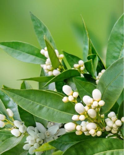 Moisturizing Neroli Day Cream, 50ml - Jolz Eco